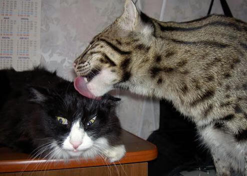 开云官网APP下载-_城市开放赛：全民参与，点亮城市夜生活_，城市展厅开放主题