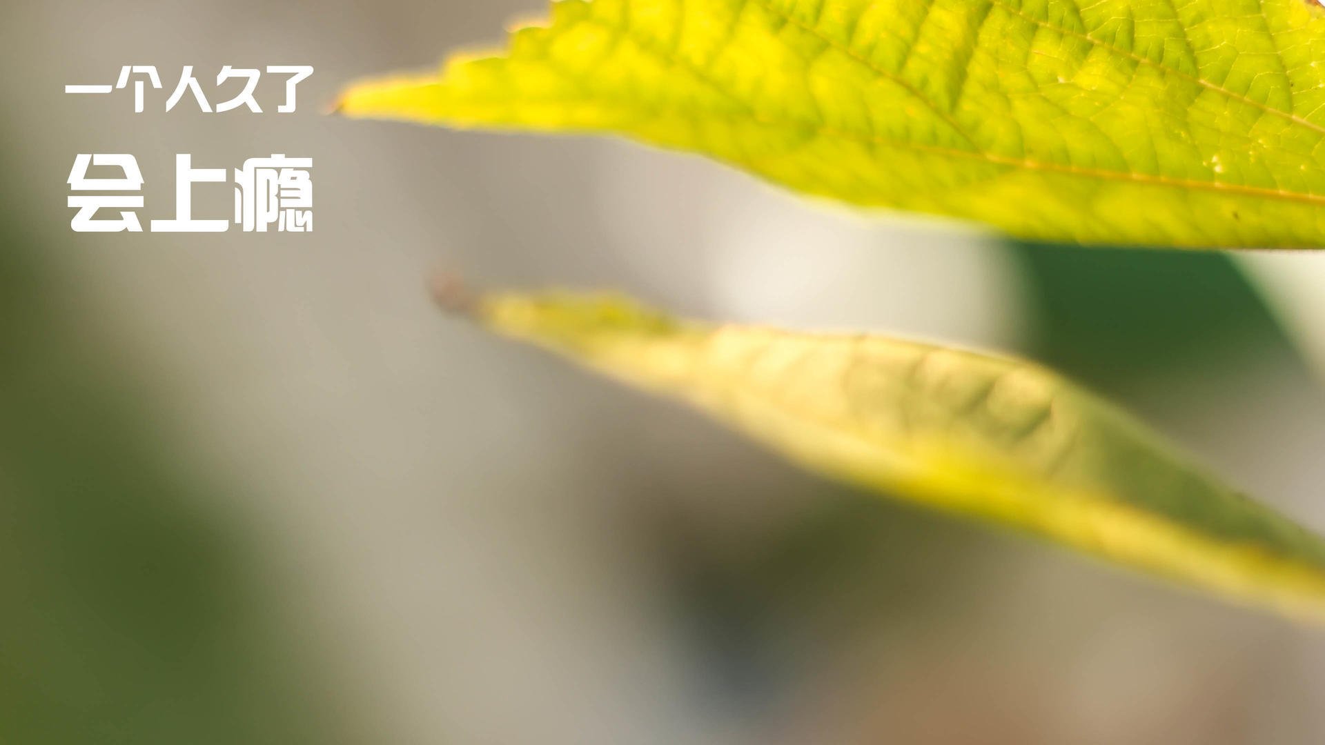 kaiyun.com-传统竹竿舞运动会，文化传承与现代结合，竹竿舞表演解说词