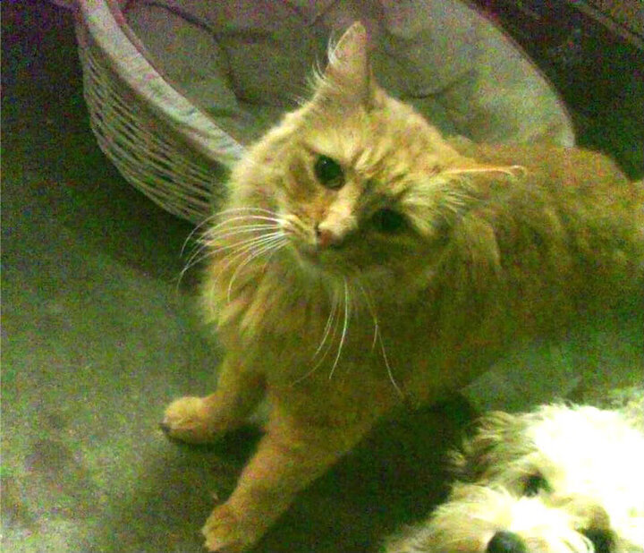 拜仁慕尼黑2-2战平多特,德甲榜首之争再升级,拜仁慕尼黑2_1多特蒙德