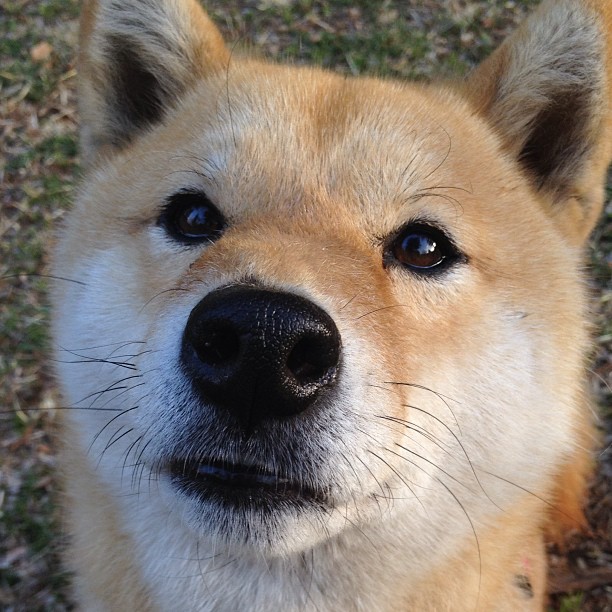 斯图加特新帅携队逆袭，战绩提升，斯图加特图片