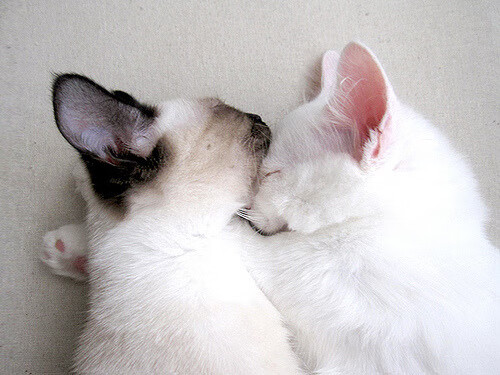 绿色行动不停步:联盟迈向全面可持续发展的新路径,绿色联盟标准