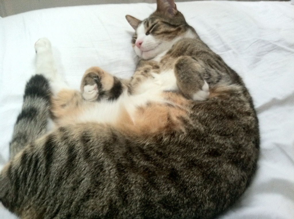 葡萄牙骑手玛丽亚·卡埃塔诺在2024年葡萄牙盛装舞步锦标赛中以“Hit Plus”马匹获得个人赛铜牌,展现坚韧精神。