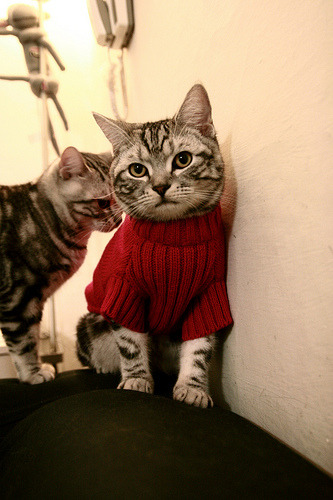 CBA裁判队伍迎来新面孔,备战新赛季,cba裁判集锦