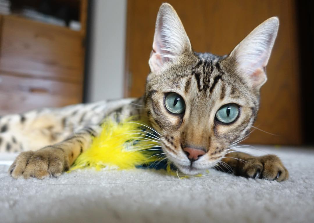 RNG战队参与国家体育科学研究计划，ti9 rng战队成员