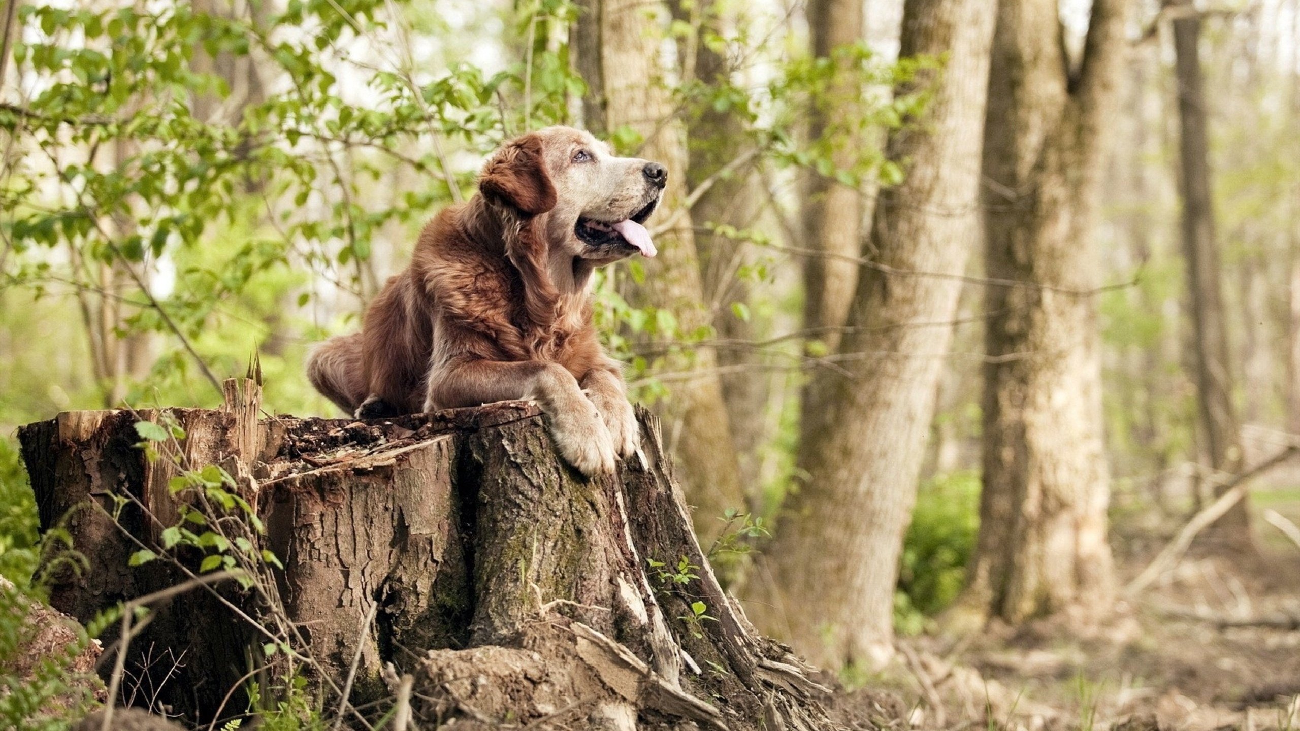 中国足球的球员心理健康管理机制建设,足球心理技能训练方案