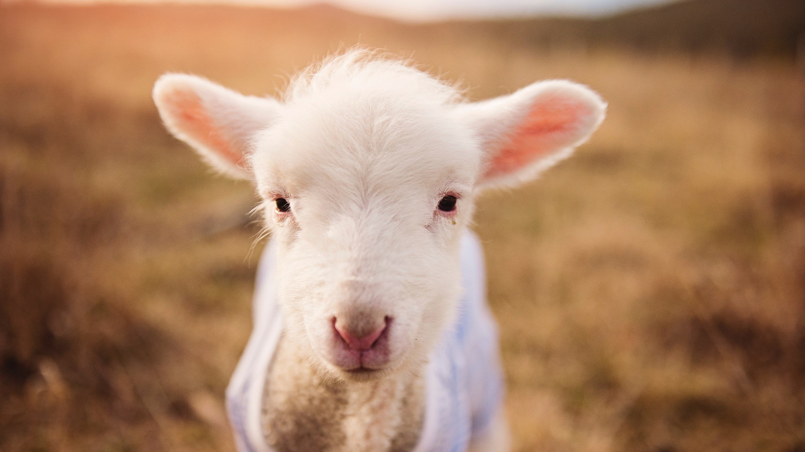 利物浦险胜过关欧冠，艰辛绵绵何时是尽，利物浦不只是冠军停更