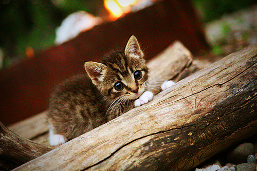 开云体育-拜仁慕尼黑主场3-0战胜勒沃库森，进攻火力全开，拜仁慕尼黑2021