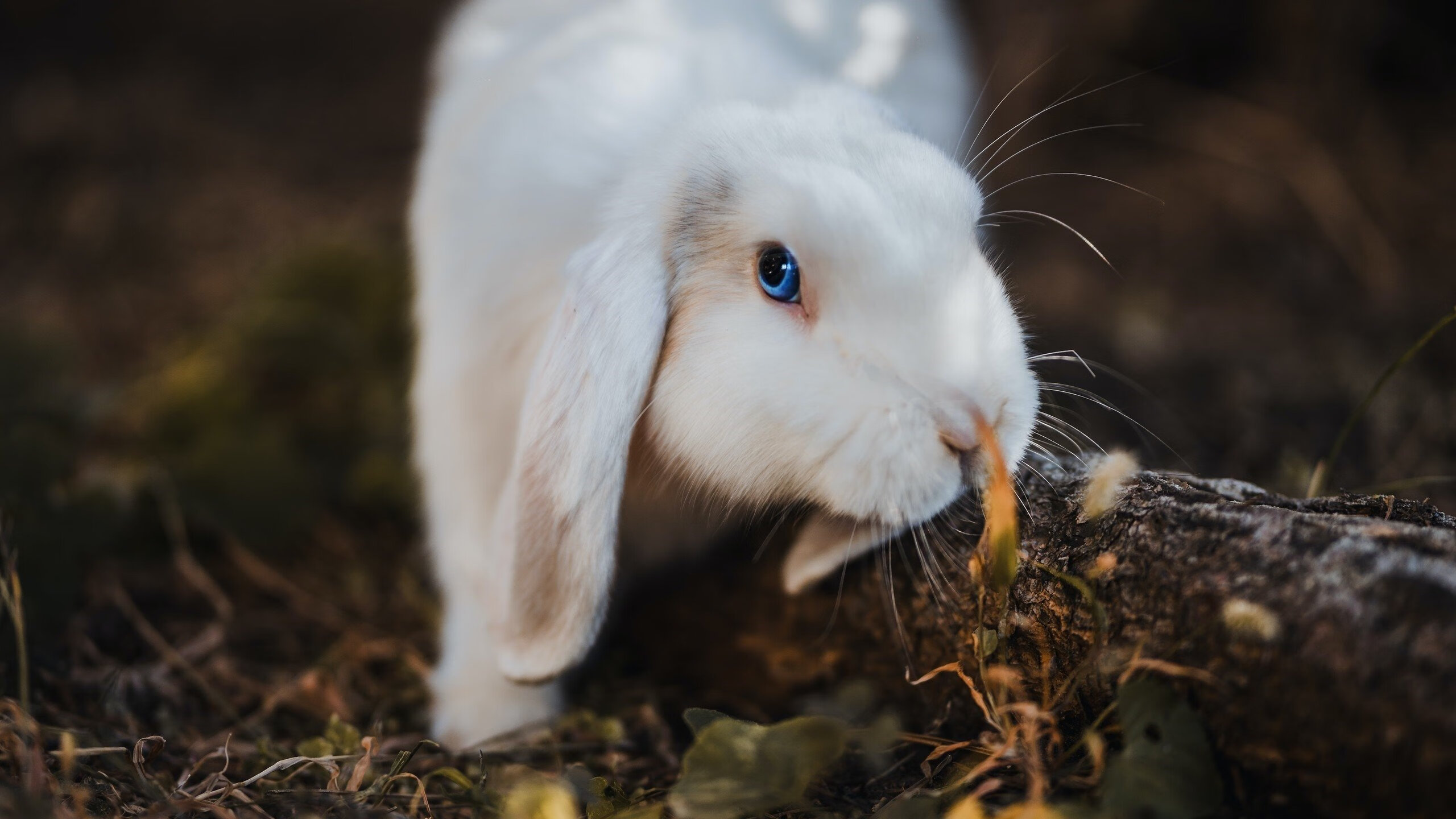 技惊四座,球员飞身扣篮让观众惊呼连连!,飞人扣篮视频