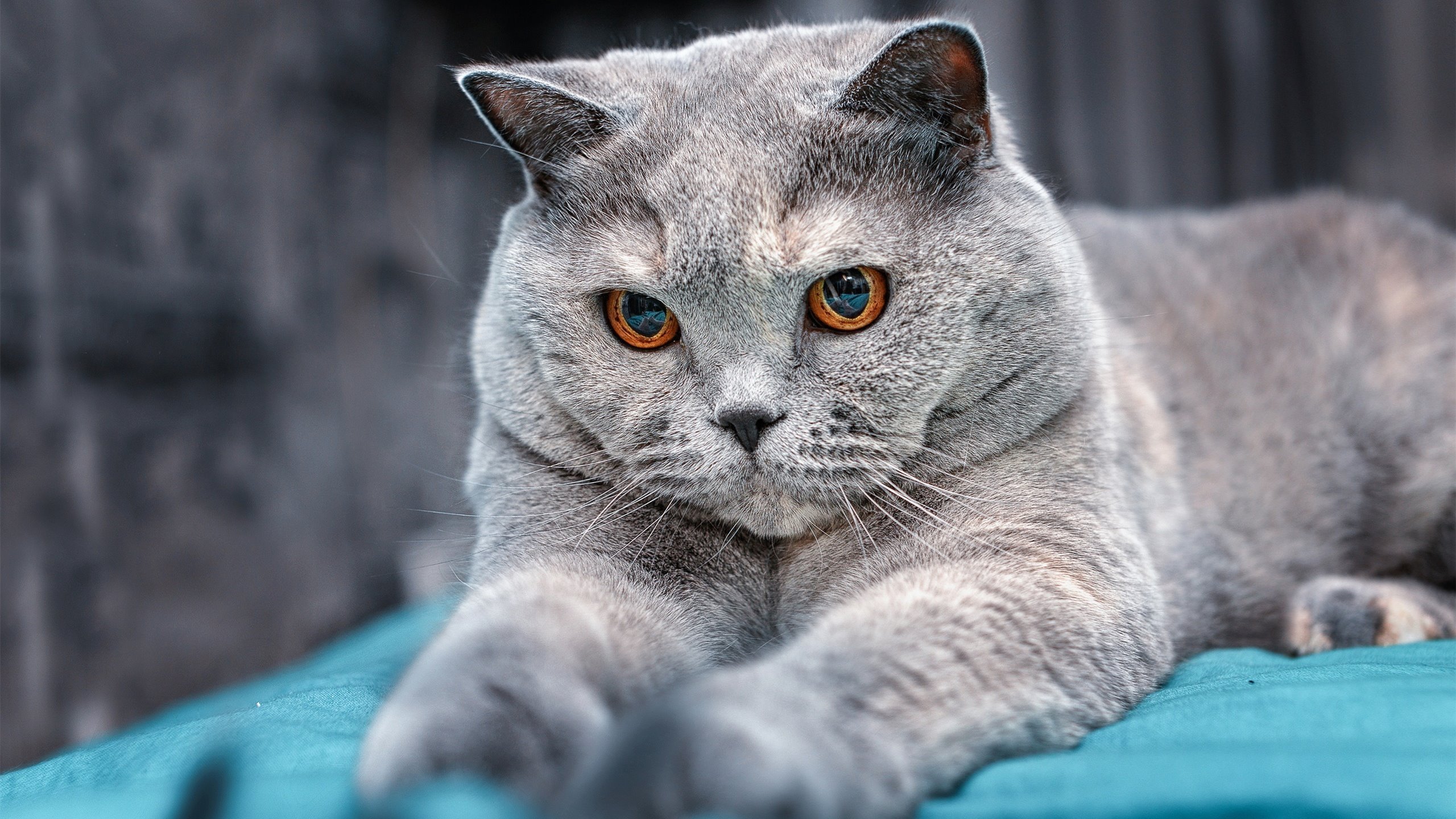 曼城大胜对手，欧冠四强之路一马平川！，曼城晋级欧冠四强