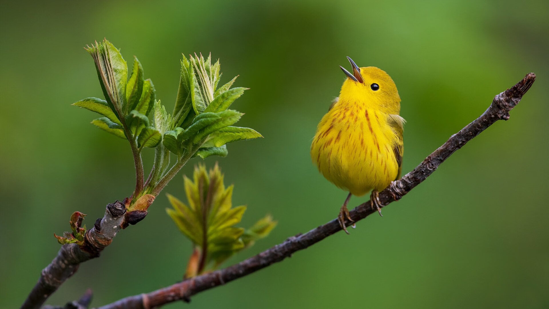 曼城大胜对手，欧冠四强之路一马平川！，曼城晋级欧冠四强