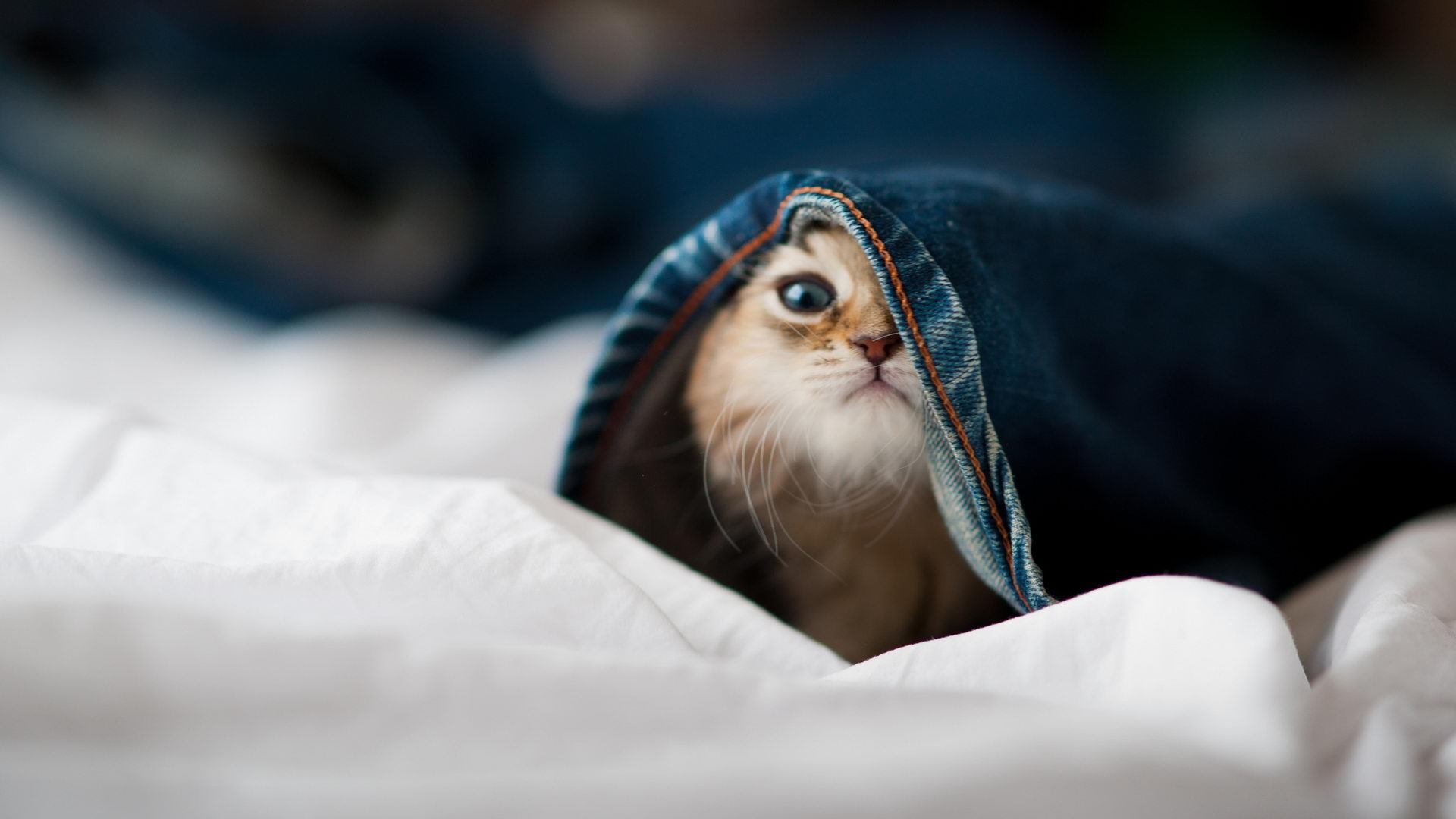 Kaiyun官方登录入口-波尔图连续取胜保持势头，波尔图出过哪些球星