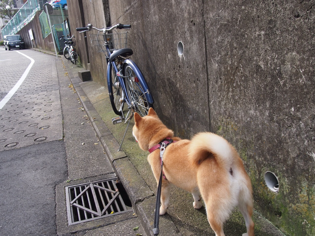 开云网站-湖人压哨战胜尼克斯，系列赛焦点战中詹姆斯三分雨不断，湖人险胜尼克斯