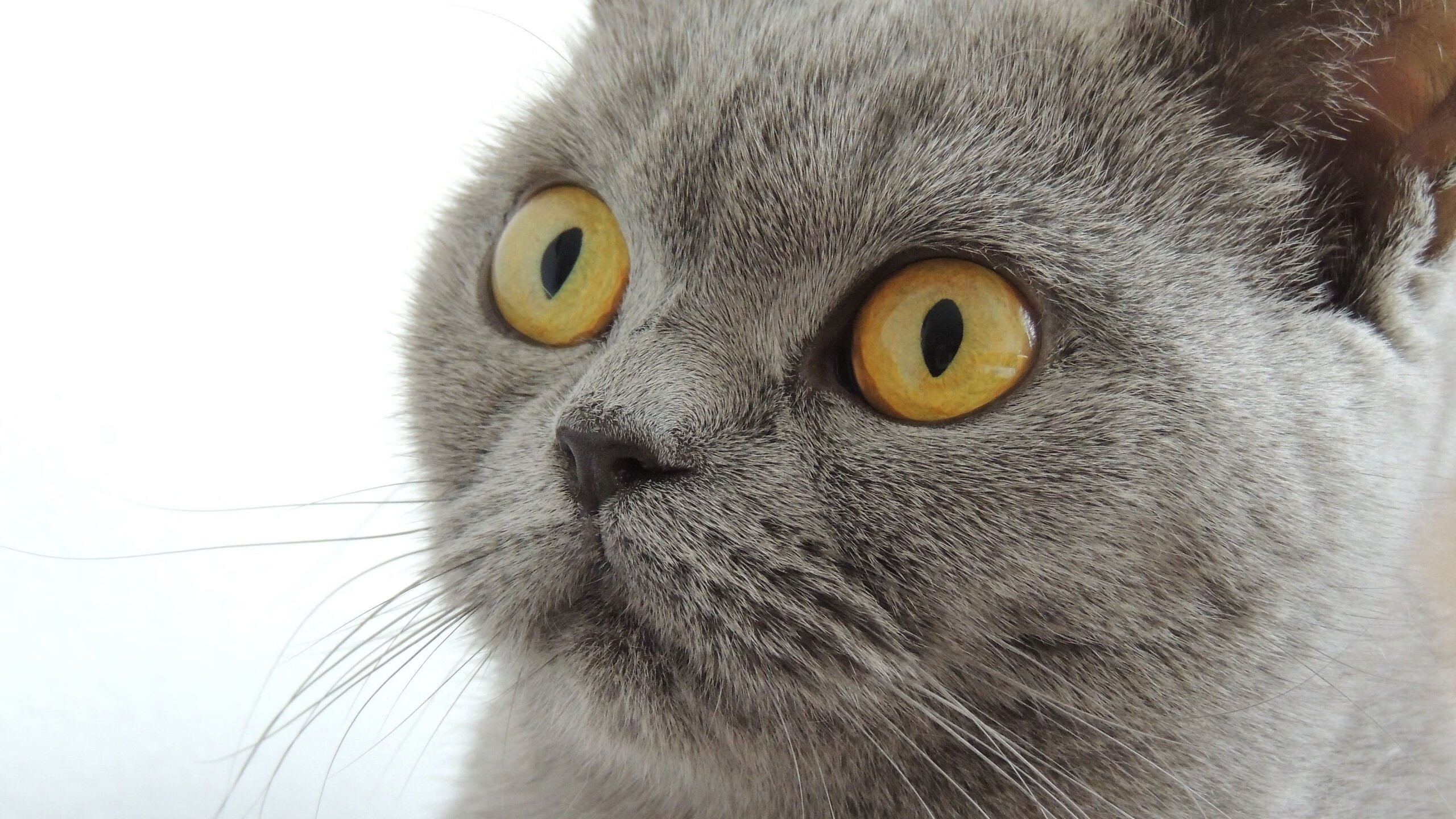 湖北队惜败长沙，遗憾止步季后赛，2021年湖北篮球联赛