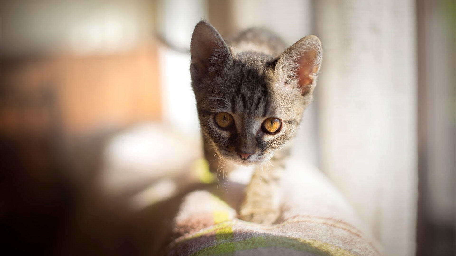 蓝军客场平埃弗顿,进攻端低迷,埃弗顿对南安普敦比分预测