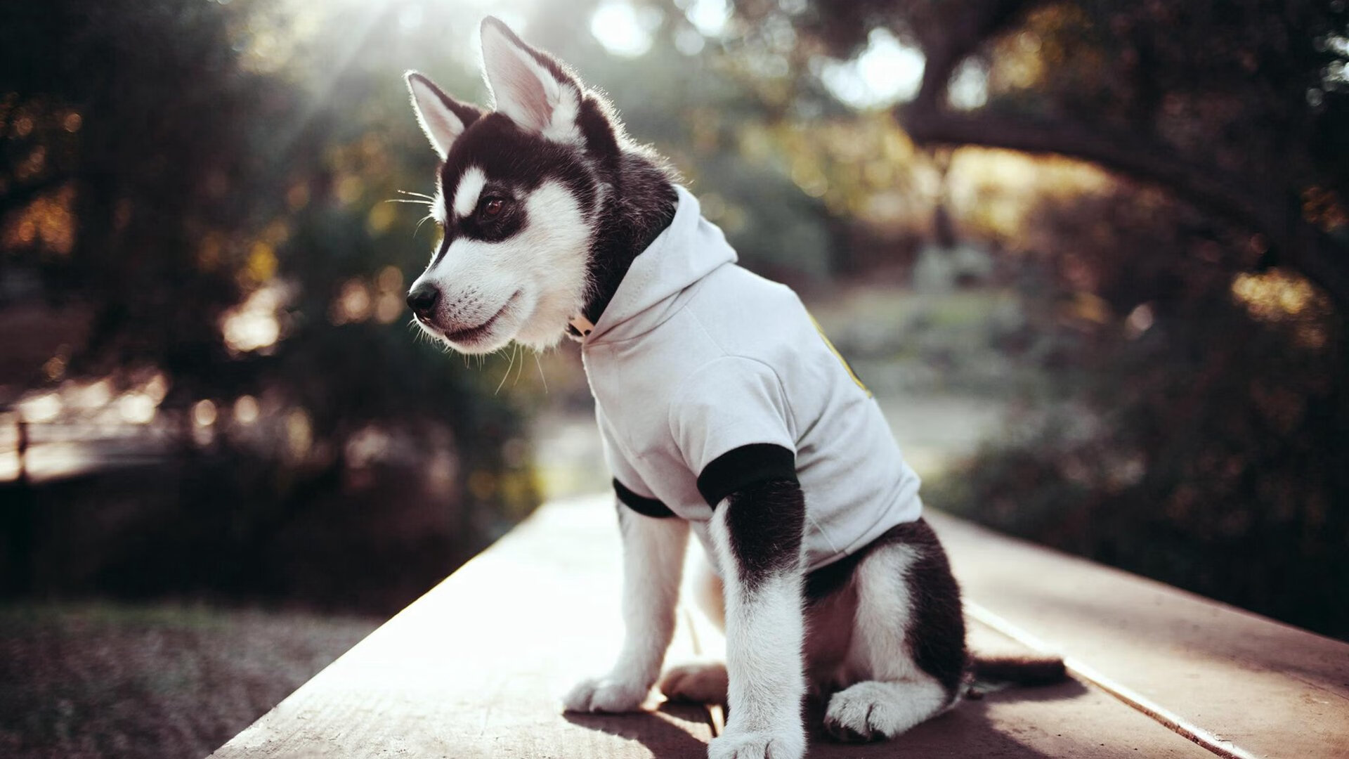 黑莓主帅战术调整得当,球队全面发力取得连胜,黑莓 2022