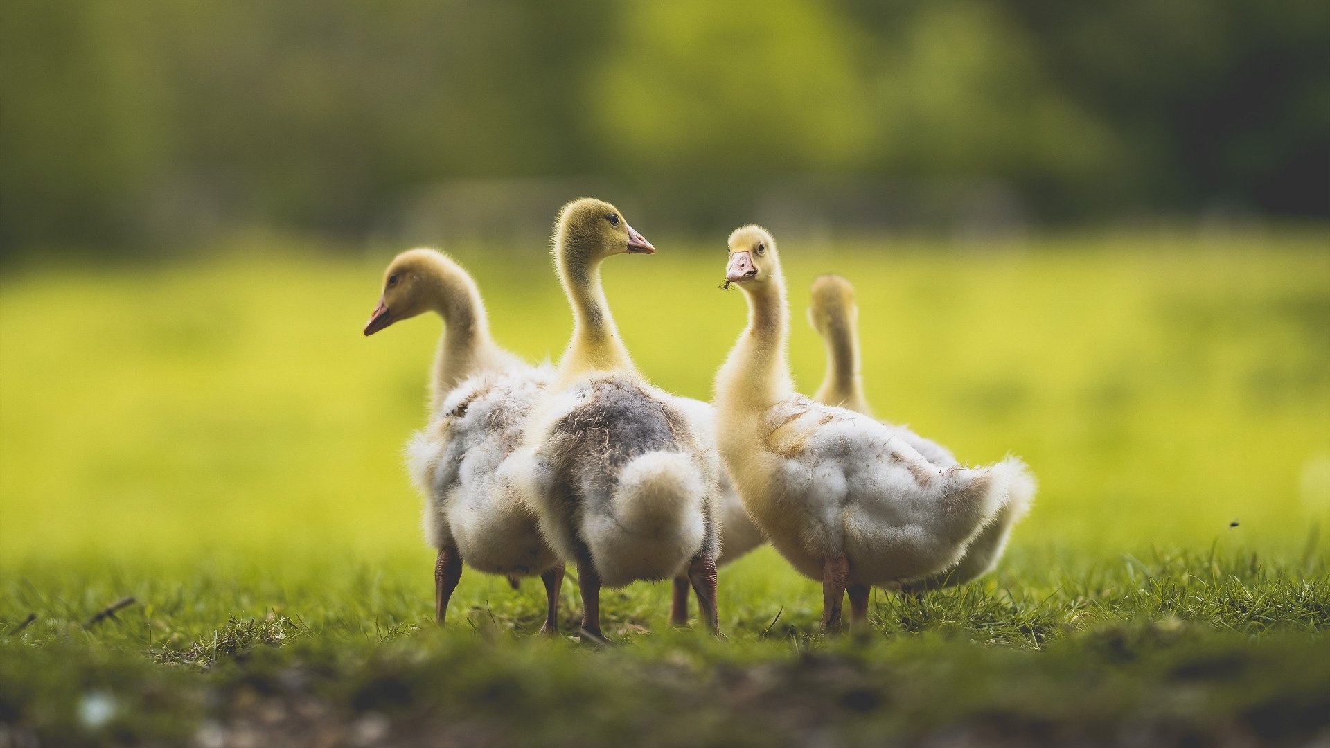 五大联赛转会窗最新动态:豪门补强势不可挡,五大联赛转会名单