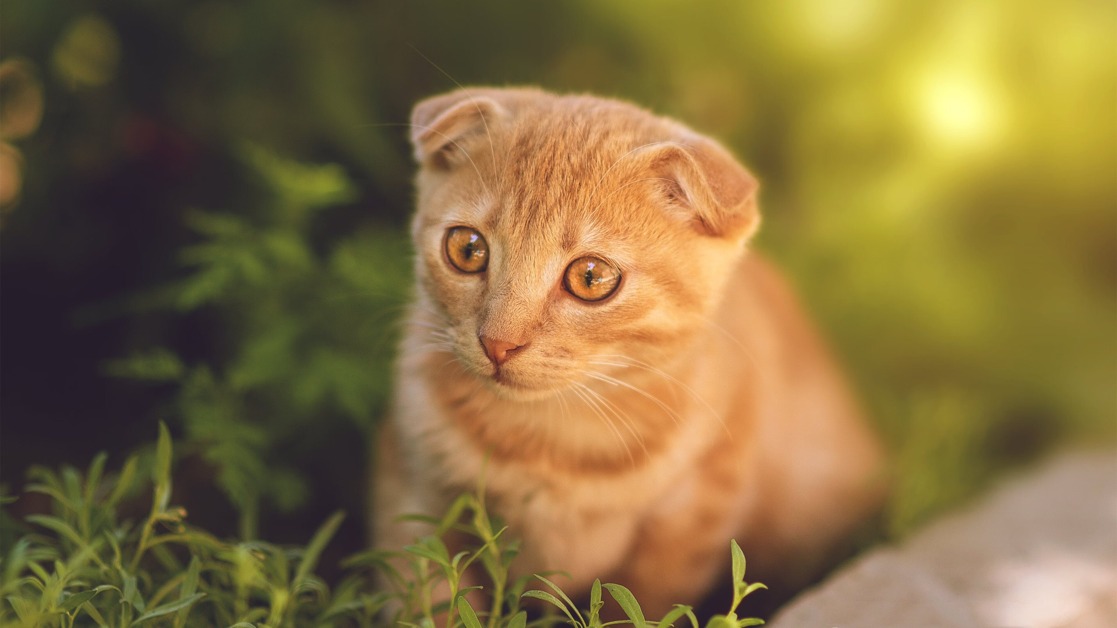 高校体育专业课程体系动态调整研究，全国普通高校体育教育专业课程方案