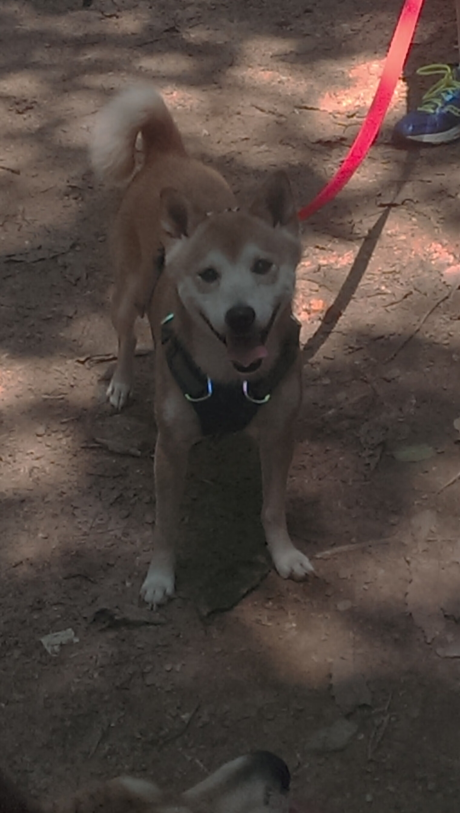 加拿大队的战术亮点:国际乒联混合团体世界杯精彩回顾,加拿大乒乓球外援