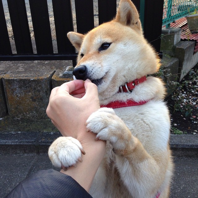 开云官方-国家女篮多套战术组合应对不同比赛节奏，国家女子蓝球队
