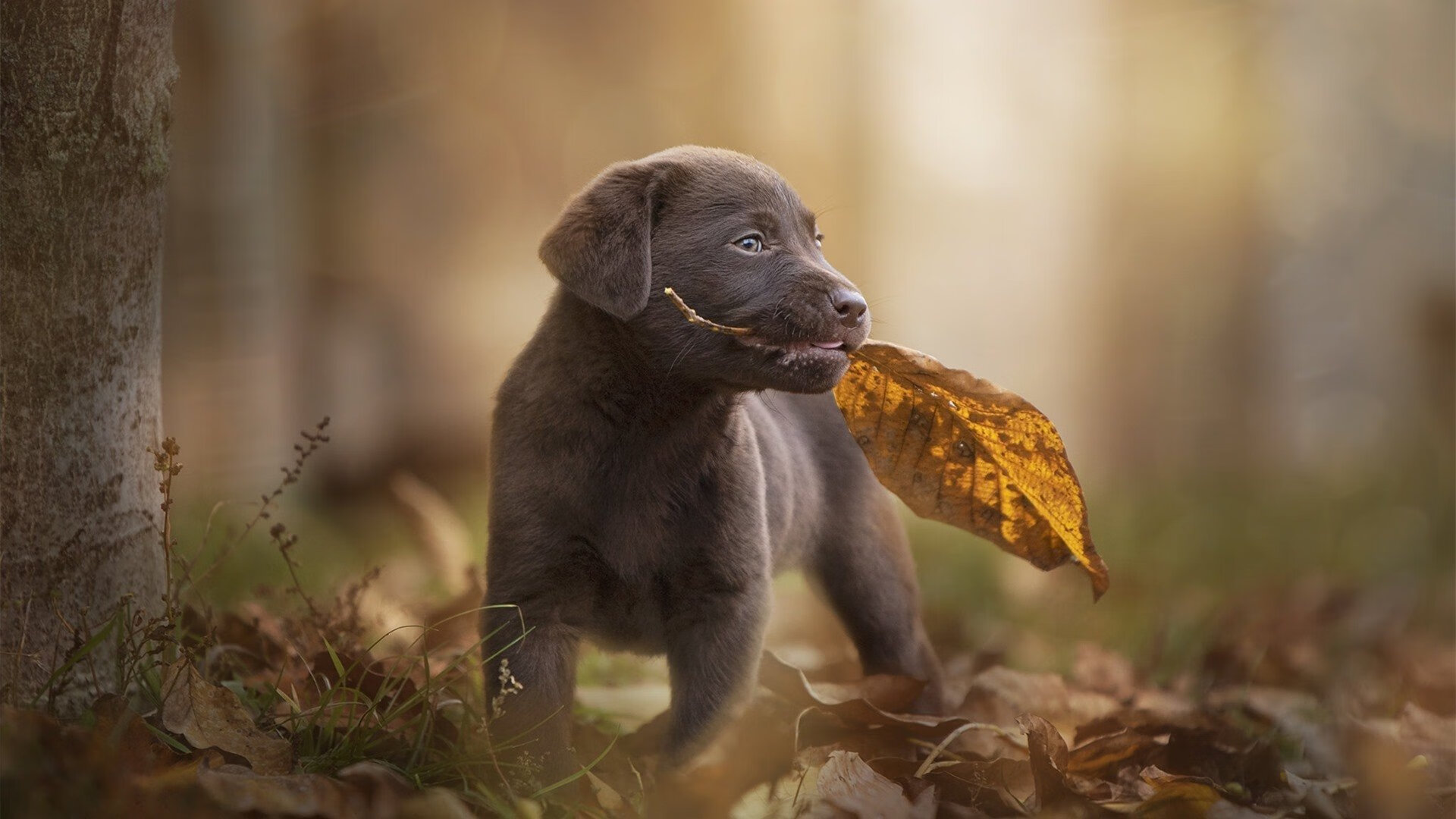 开云·体育官网APP下载-基层足球普及力度不足，足球普及率不高的原因