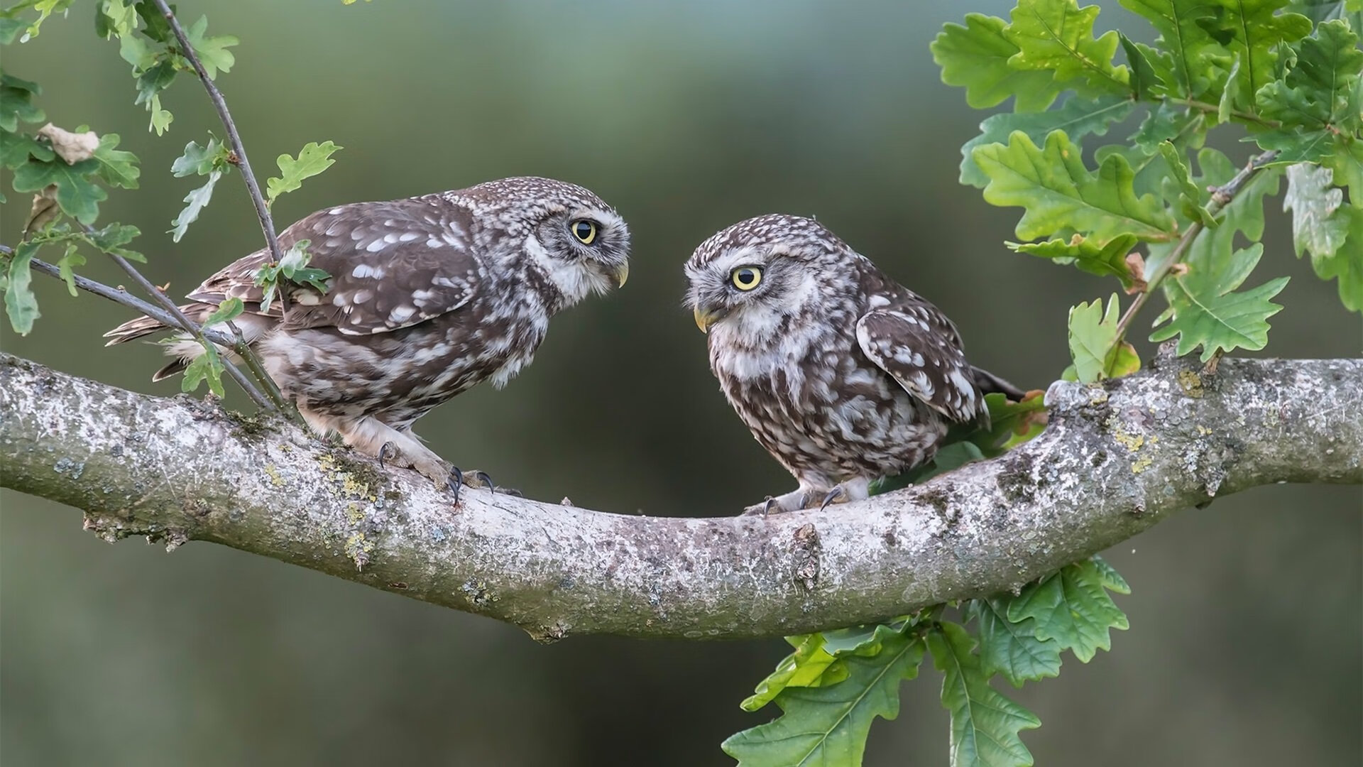 开云中国-“马科斯·梅特罗的全能防守与强大进攻，为阿根廷美洲狮队打下胜利基础”