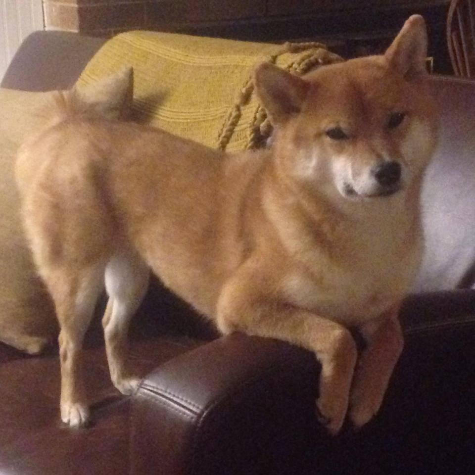 中国足球国家队重点训练定位球战术体系，中国足球国家队训练基地