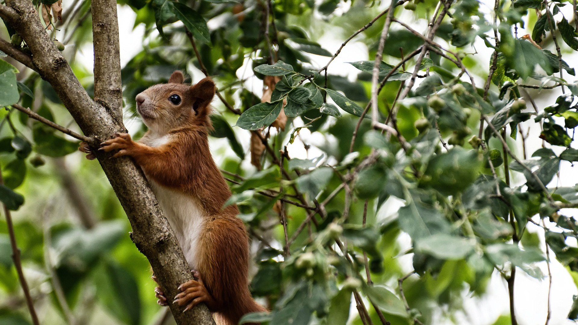 开云官方网页登录-体育短视频平台火爆多位运动员成为流量新焦点，体育短视频成为平台和用户的新宠