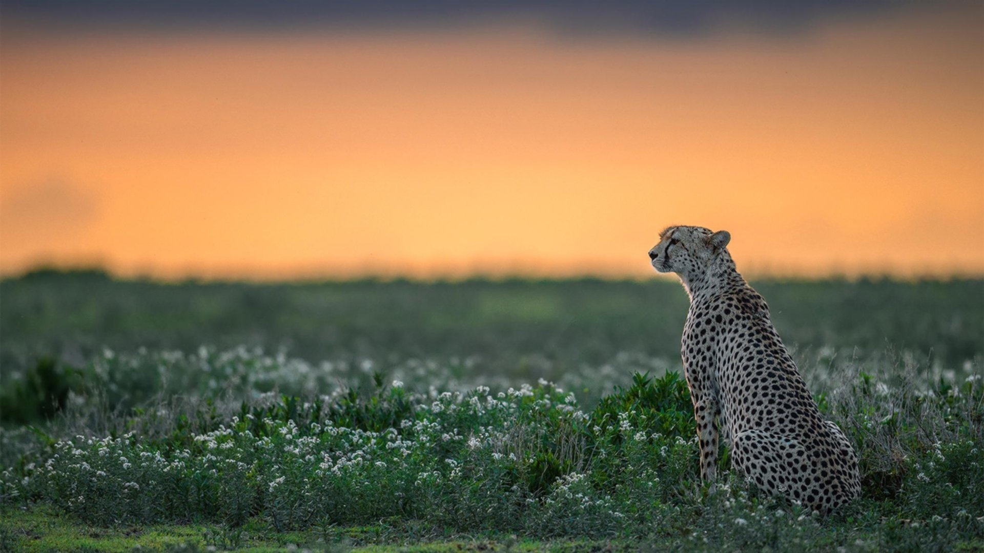 Kaiyun(中国)开云-澳洲联赛季后赛中，悉尼队锋芒毕露，迎来关键时刻，澳大悉尼